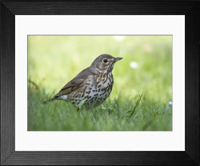 Framed Print : Picture No. 10894074 Framed Print : Picture No. 10894074