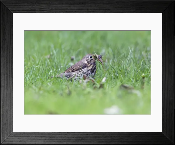 Framed Print : Picture No. 10894071 Framed Print : Picture No. 10894071