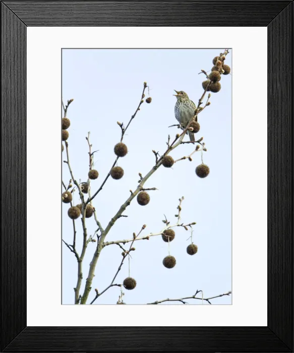 Framed Print : Picture No. 10894075 Framed Print : Picture No. 10894075