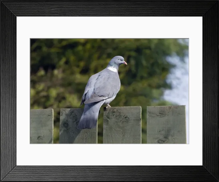 Framed Print : Picture No. 10894083 Framed Print : Picture No. 10894083
