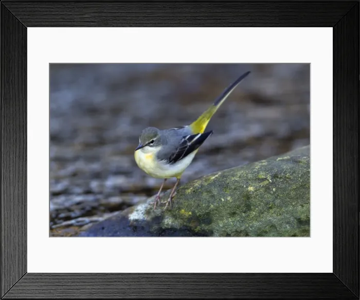 Framed Print : Picture No. 10894079