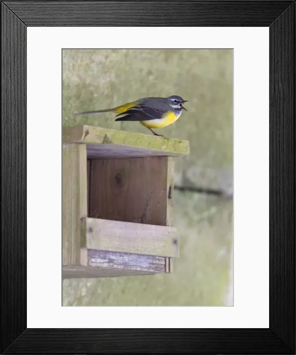 Framed Print : Picture No. 10894080 Framed Print : Picture No. 10894080