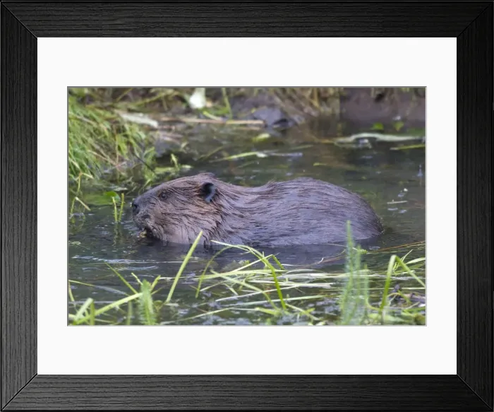 Framed Print : Picture No. 10894084 Framed Print : Picture No. 10894084
