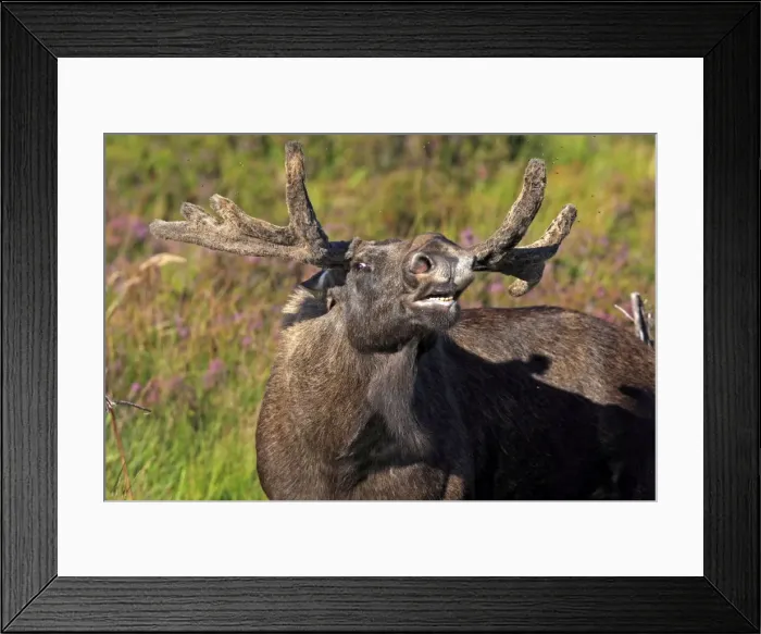 Framed Print : Picture No. 10894091 Framed Print : Picture No. 10894091