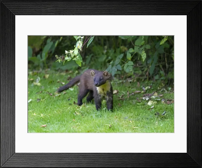 Framed Print : Picture No. 10894097 Framed Print : Picture No. 10894097