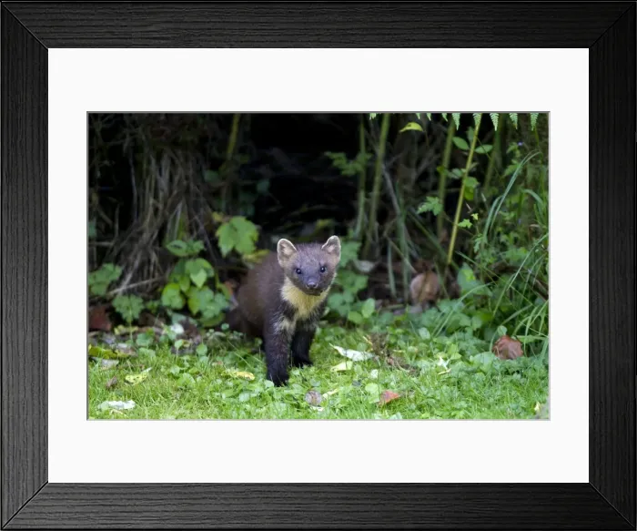 Framed Print : Picture No. 10894098 Framed Print : Picture No. 10894098