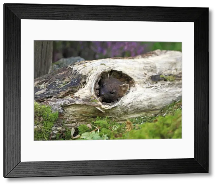 Framed Print : Picture No. 10894095 Framed Print : Picture No. 10894095