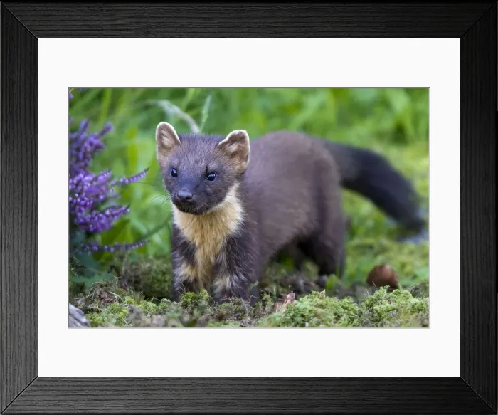 Framed Print : Picture No. 10894100 Framed Print : Picture No. 10894100