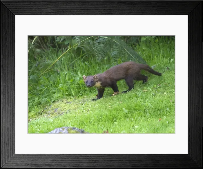 Framed Print : Picture No. 10894096 Framed Print : Picture No. 10894096