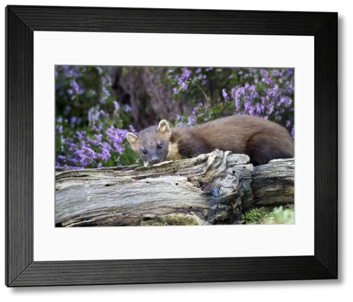 Framed Print : Picture No. 10894101 Framed Print : Picture No. 10894101
