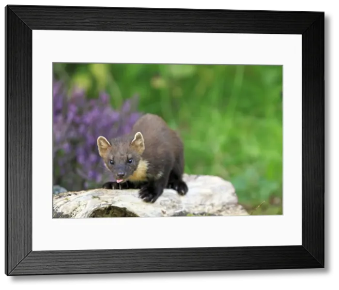Framed Print : Picture No. 10894094 Framed Print : Picture No. 10894094