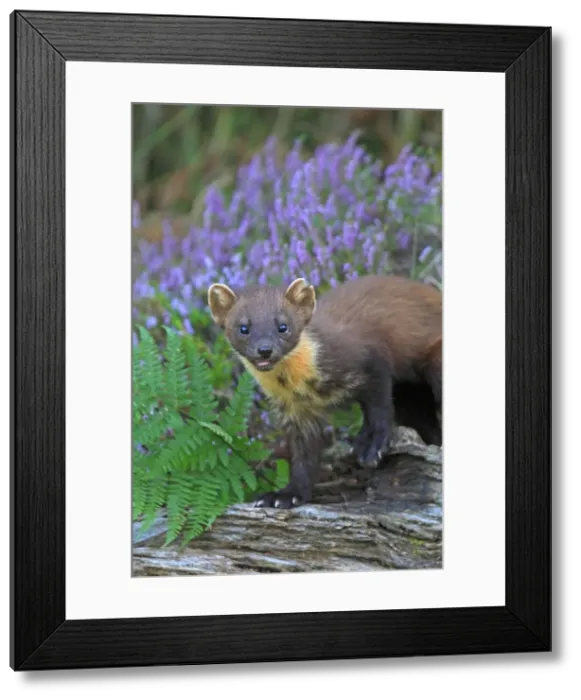 Framed Print : Picture No. 10894102 Framed Print : Picture No. 10894102