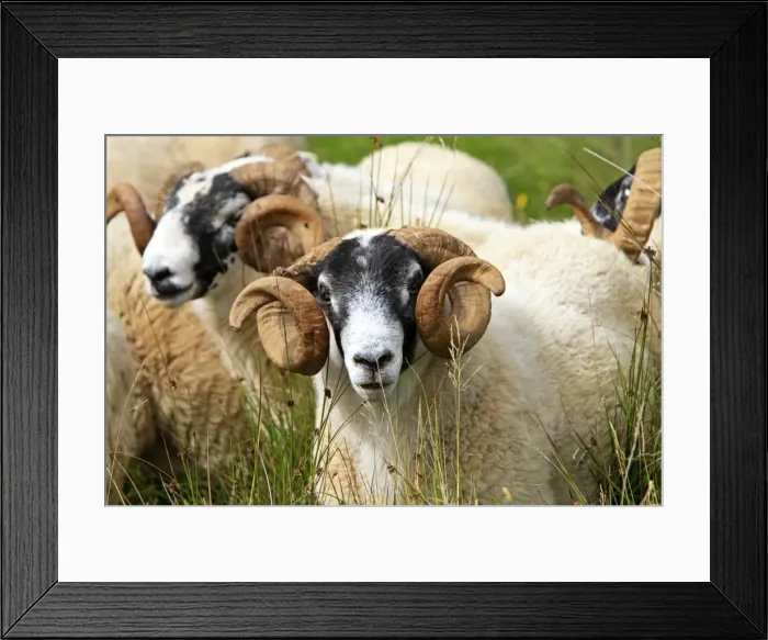 Framed Print : Picture No. 10894103