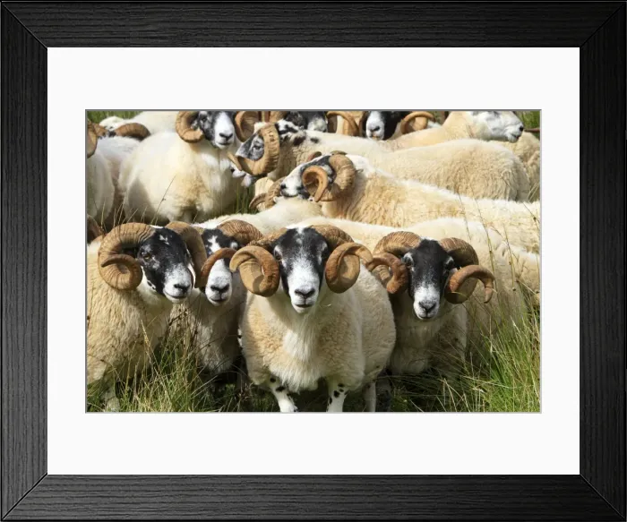 Framed Print : Picture No. 10894105 Framed Print : Picture No. 10894105