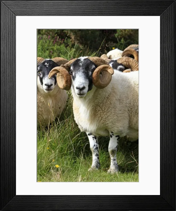 Framed Print : Picture No. 10894106 Framed Print : Picture No. 10894106