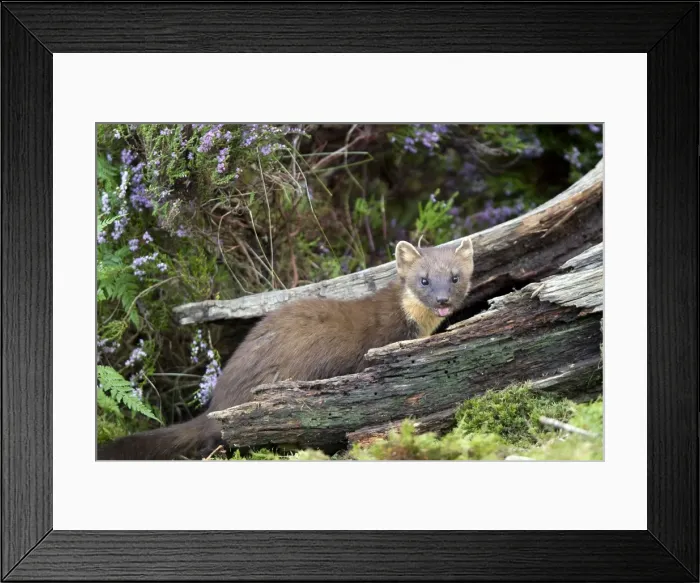Framed Print : Picture No. 10894099 Framed Print : Picture No. 10894099