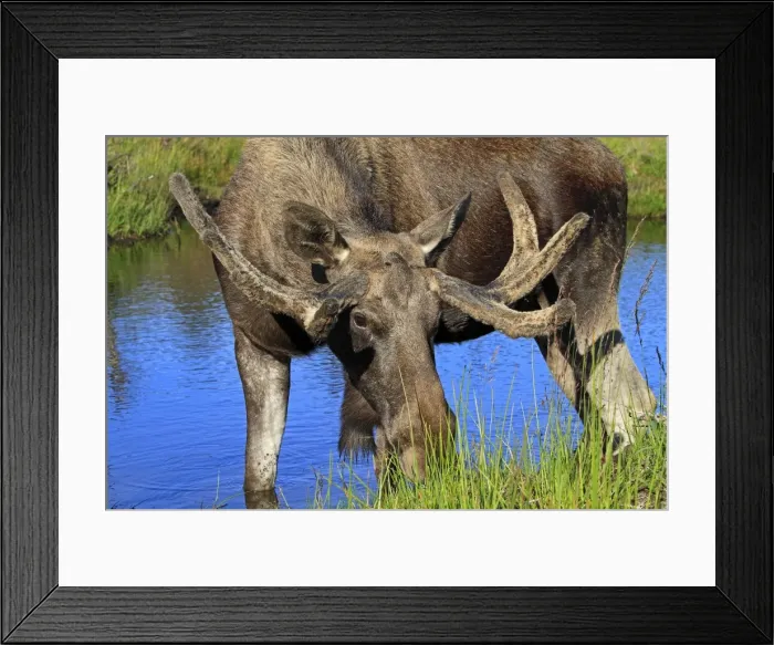 Framed Print : Picture No. 10894120 Framed Print : Picture No. 10894120