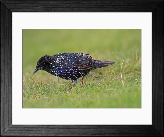 Framed Print : Picture No. 10894123 Framed Print : Picture No. 10894123