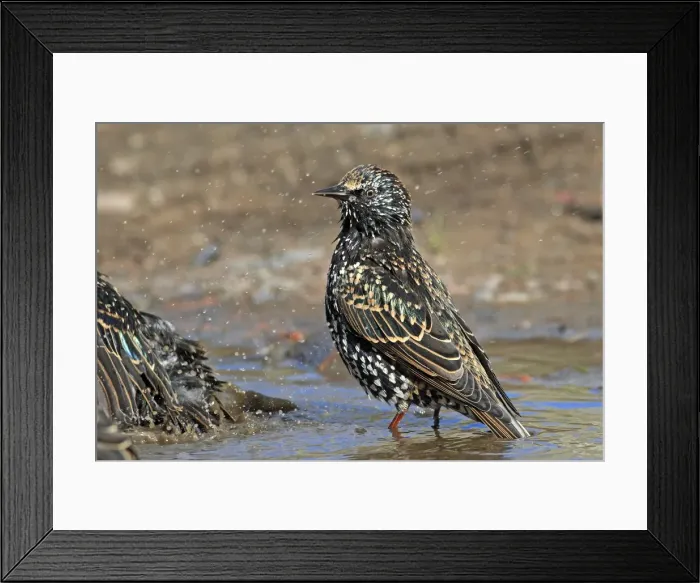 Framed Print : Picture No. 10894122 Framed Print : Picture No. 10894122