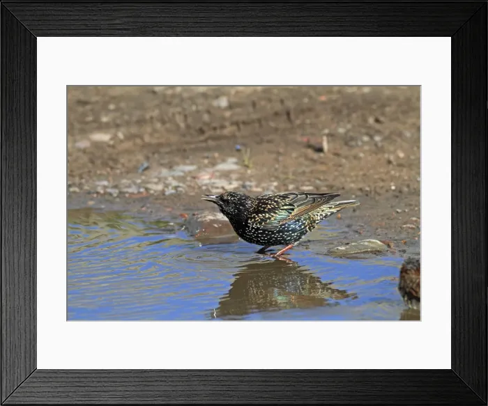 Framed Print : Picture No. 10894121 Framed Print : Picture No. 10894121
