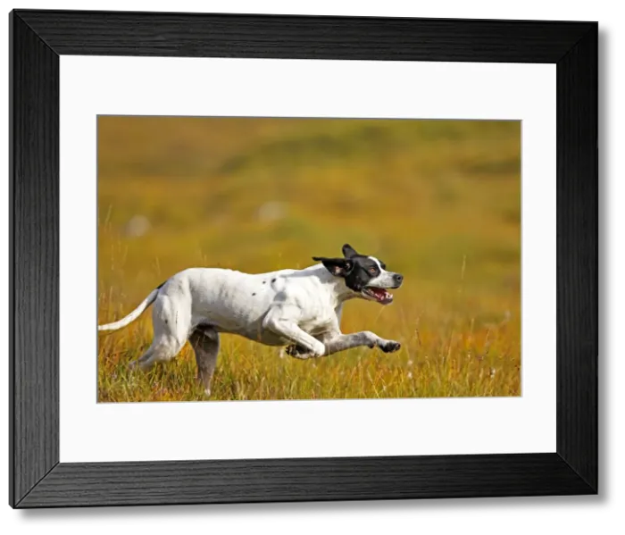 Framed Print : Picture No. 10894129 Framed Print : Picture No. 10894129