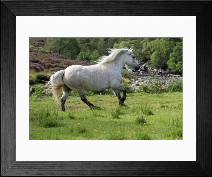 Framed Print : Picture No. 10894133