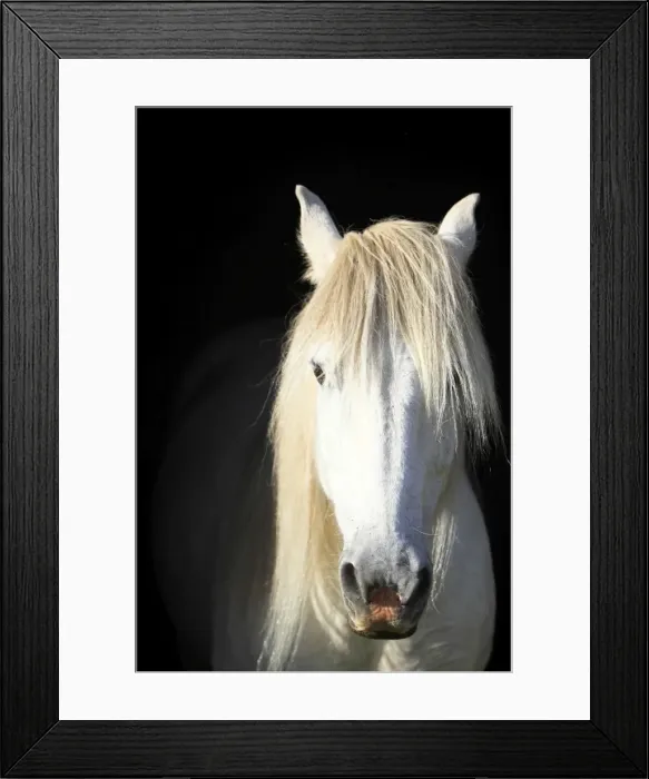 Framed Print : Picture No. 10894131