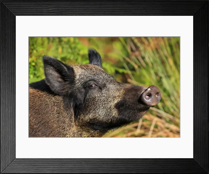 Framed Print : Picture No. 10894136 Framed Print : Picture No. 10894136
