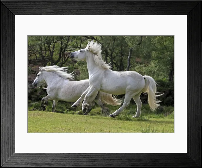 Framed Print : Picture No. 10894134