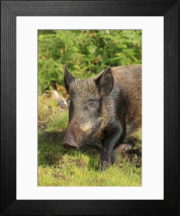 Framed Print : Picture No. 10894139 Framed Print : Picture No. 10894139