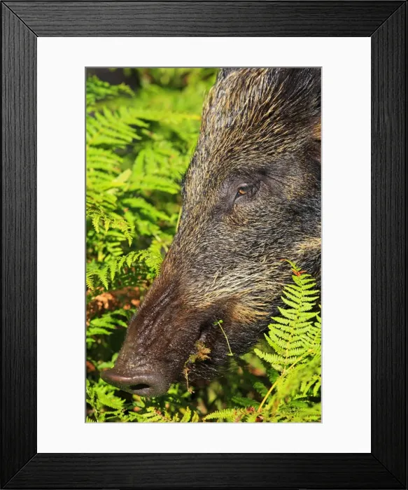 Framed Print : Picture No. 10894138 Framed Print : Picture No. 10894138