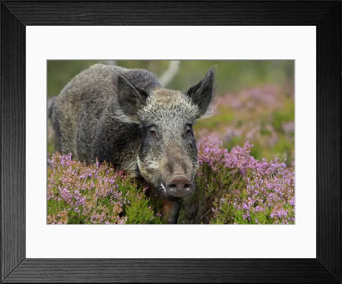 Framed Print : Picture No. 10894140 Framed Print : Picture No. 10894140
