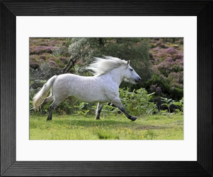 Framed Print : Picture No. 10894135 Framed Print : Picture No. 10894135