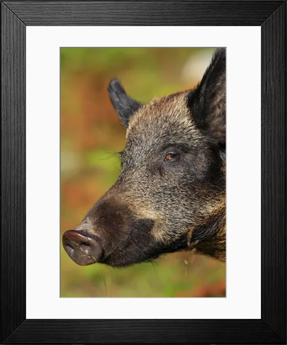 Framed Print : Picture No. 10894137 Framed Print : Picture No. 10894137