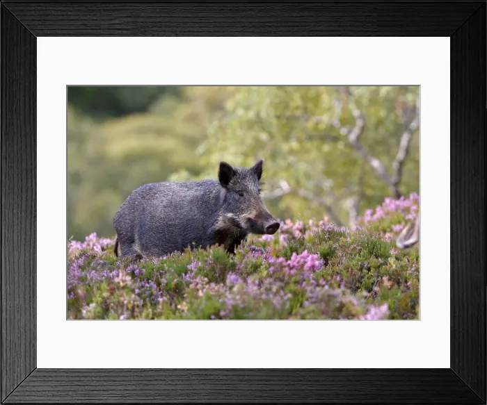 Framed Print : Picture No. 10894143 Framed Print : Picture No. 10894143