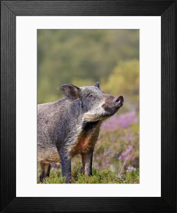 Framed Print : Picture No. 10894144