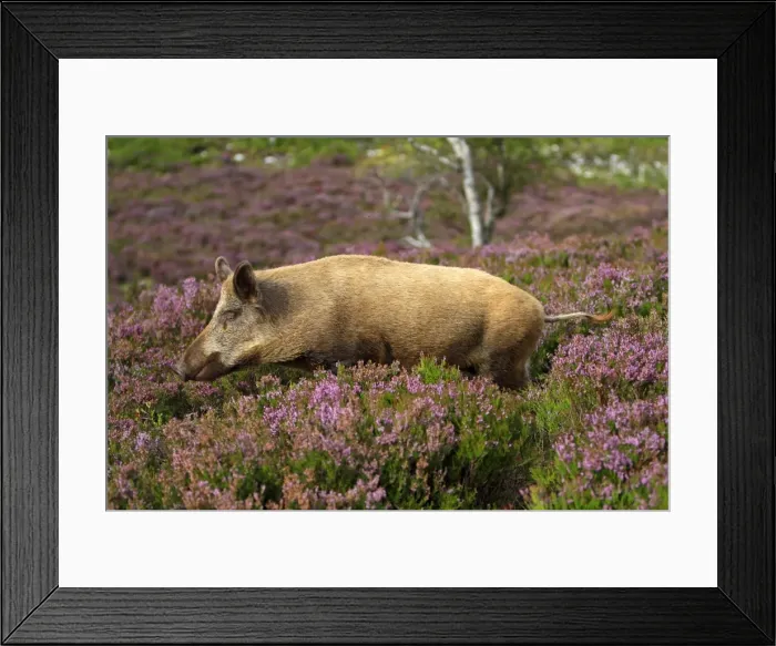 Framed Print : Picture No. 10894141 Framed Print : Picture No. 10894141