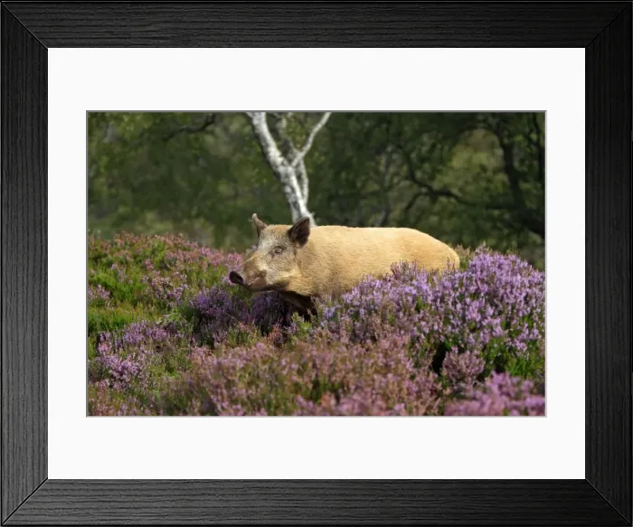 Framed Print : Picture No. 10894142 Framed Print : Picture No. 10894142