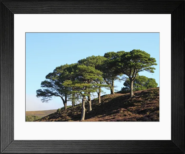 Framed Print : Picture No. 10894150 Framed Print : Picture No. 10894150