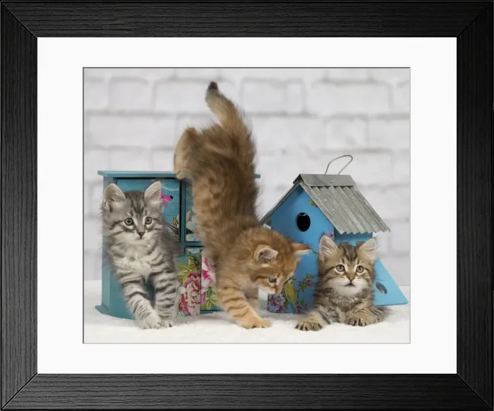 Framed Print : Picture No. 10898372