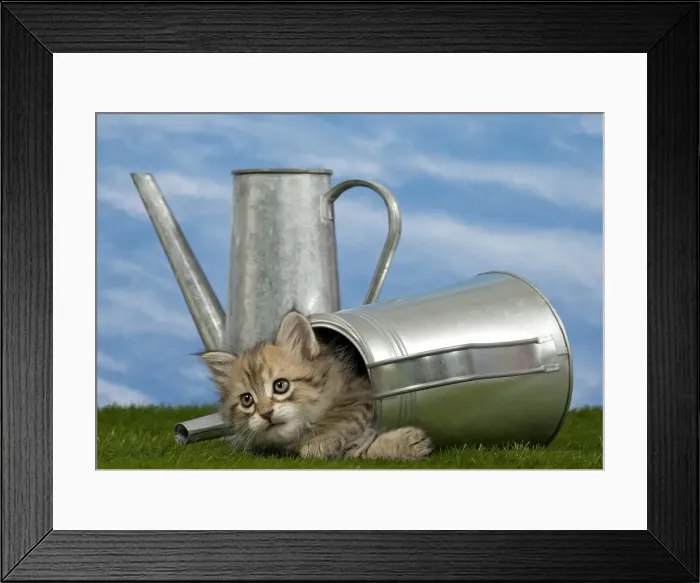 Framed Print : Picture No. 10898380 Framed Print : Picture No. 10898380