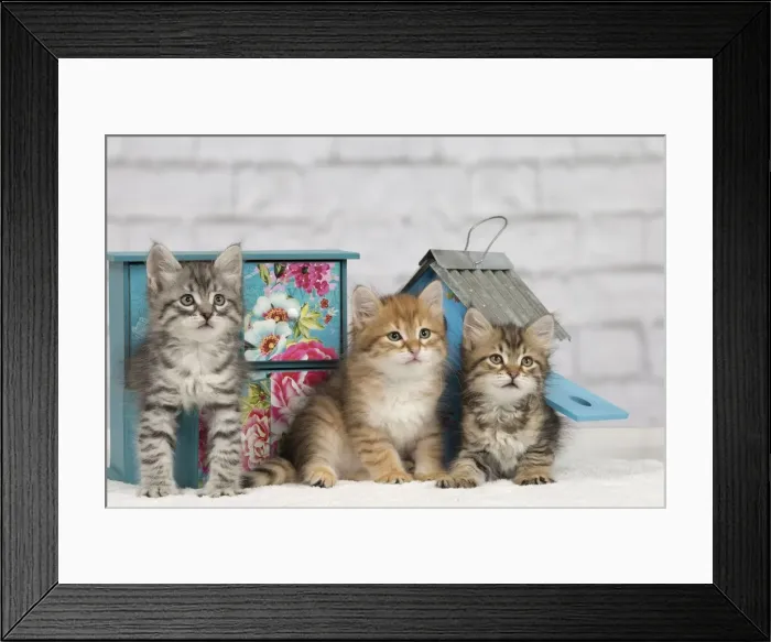 Framed Print : Picture No. 10898370 Framed Print : Picture No. 10898370