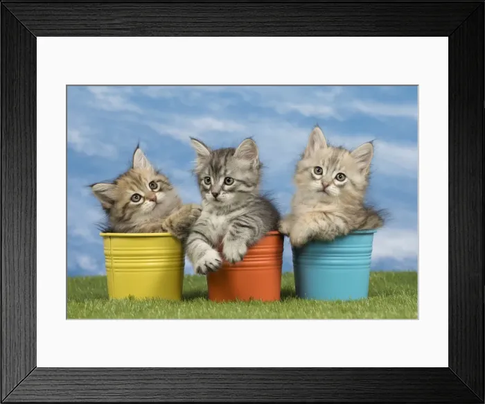 Framed Print : Picture No. 10898347