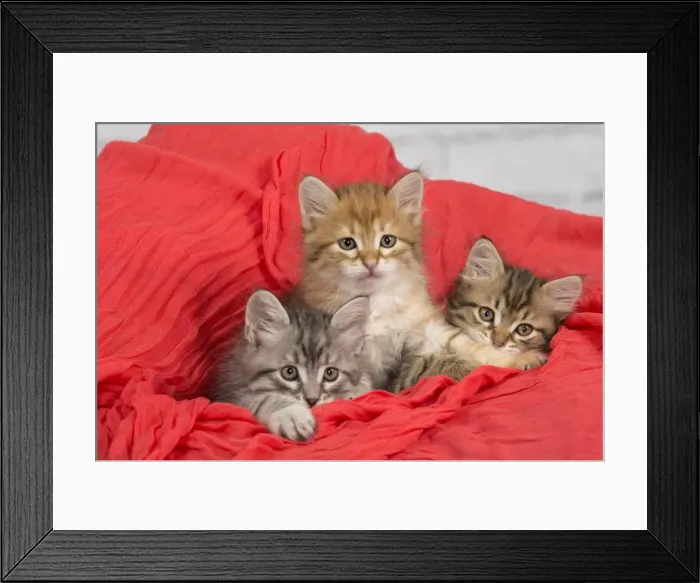 Framed Print : Picture No. 10898368