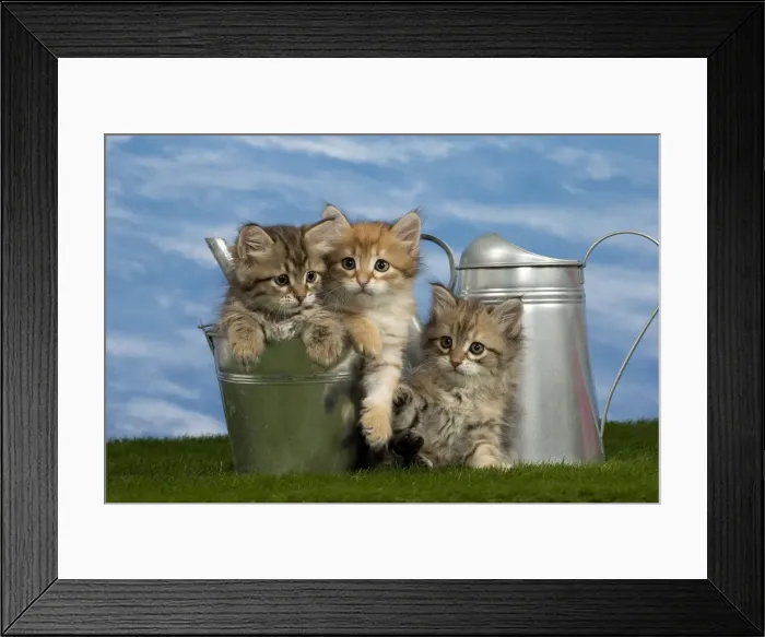 Framed Print : Picture No. 10898382 Framed Print : Picture No. 10898382