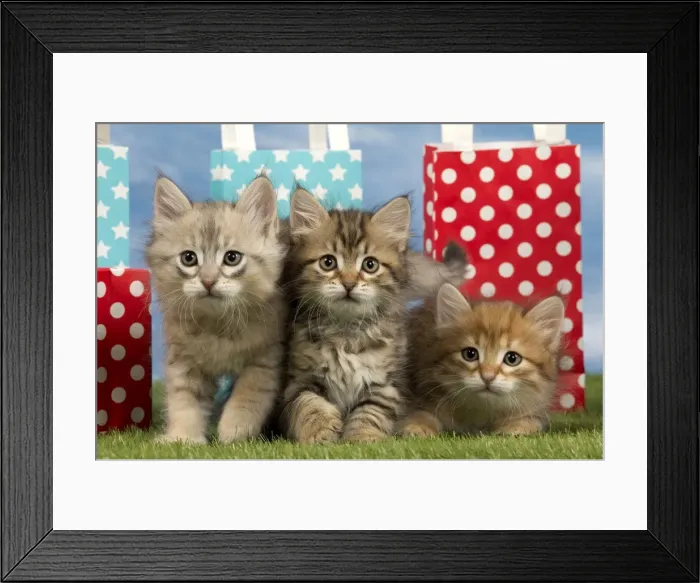 Framed Print : Picture No. 10898359 Framed Print : Picture No. 10898359