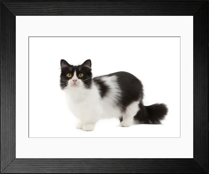 Framed Print : Picture No. 10898288
