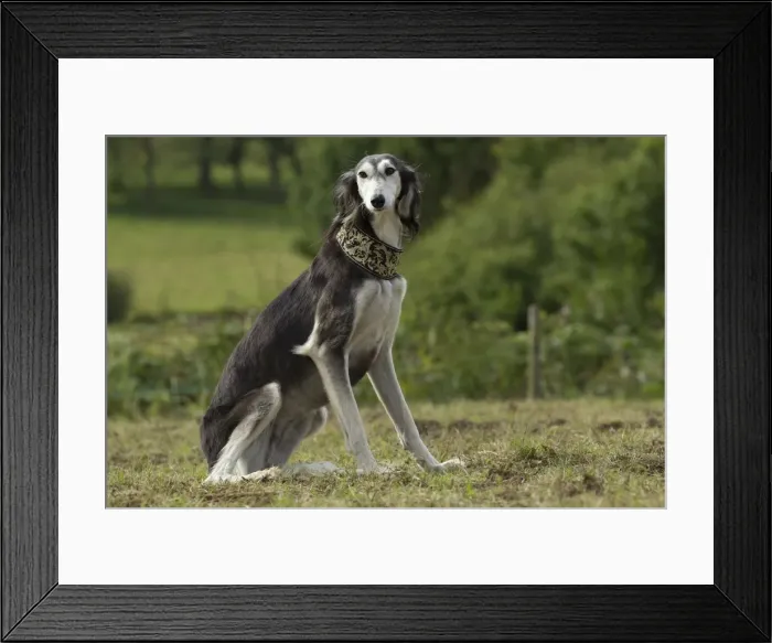 Framed Print : Picture No. 10898257 Framed Print : Picture No. 10898257