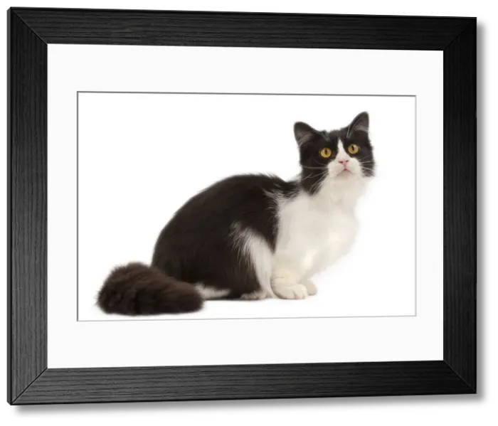 Framed Print : Picture No. 10898289 Framed Print : Picture No. 10898289