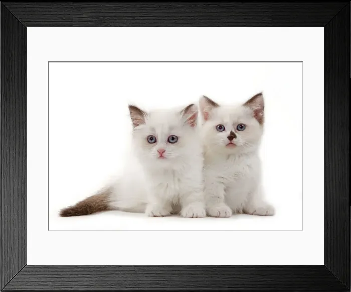 Framed Print : Picture No. 10898273 Framed Print : Picture No. 10898273